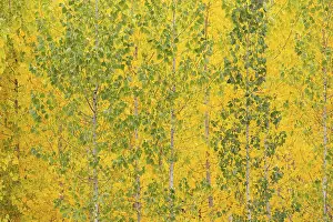 Yellow aspens (Populus tremula) in autumnal colours