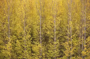 Yellow aspens (Populus tremula) in autumnal colours