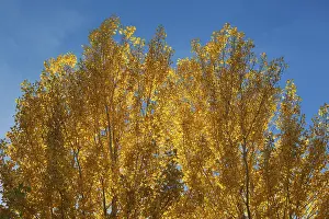 Yellow aspens (Populus tremula) in autumnal colours