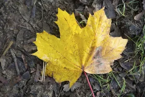 Yellow autumn leaf of Norway maple