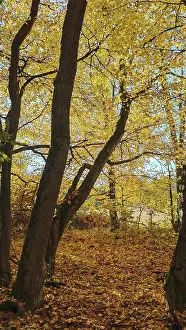 Yellow autumn leaves in the forest with light shining through the trees
