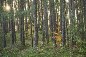 Yellow autumn tree with Tree trunks of the Scots pine (Pinus sylvestris) in the forest