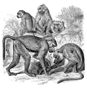 Yellow Baboon (Papio cynocephalus)