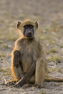Yellow Baboon (Papio cynocephalus)