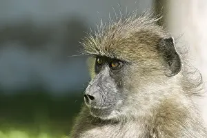 Yellow Baboon (Papio cynocephalus)