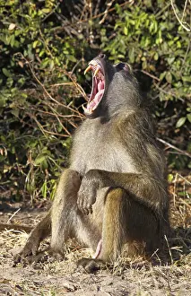 Yellow Baboon (papio cynocephalus)