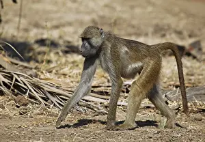 Yellow Baboon (papio cynocephalus)