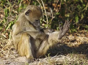 Yellow Baboon (papio cynocephalus)