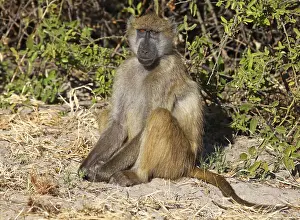 Yellow Baboon (papio cynocephalus)