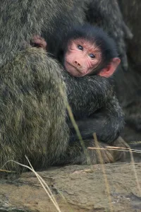 Yellow baboon (Papio cynocephalus)