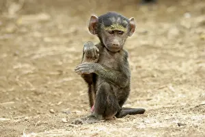 Yellow baboon (Papio cynocephalus)
