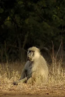 Yellow Baboon (Papio cynocephalus anubis)
