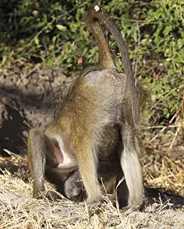 Yellow Baboon (papio cynocephalus) doing a headstand