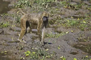 Yellow Baboon (papio cynocephalus) foraging