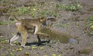 Yellow Baboon (papio cynocephalus) foraging