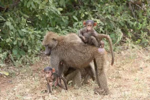 Yellow baboon (Papio cynocephalus) with young