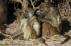 Yellow baboons (papio cynocephalus)