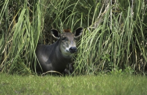Yellow-backed Duiker (Cephalophus silvicultor)