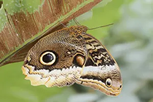 Yellow-banded banana butterfly (Caligo atreus)