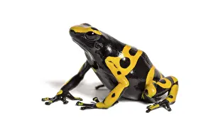 Yellow-banded poison dart frog