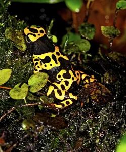 YELLOW-BANDED POISSON FROG (dendrobates leucomelas)