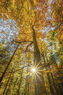 Yellow beech tree, mixed forest in autumn