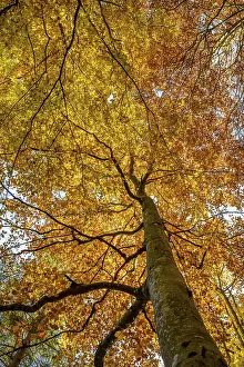 Yellow beech tree, mixed forest in autumn
