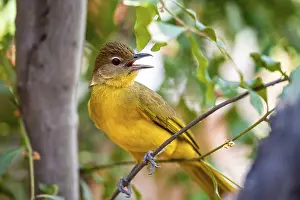Yellow-bellied Greenbul (Chlorocichla flaviventris)