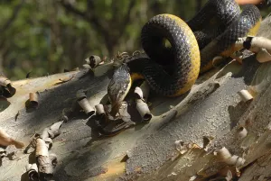 Yellow-bellied liophis (Erythrolamprus poecilogyrus)
