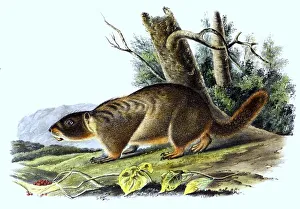 Yellow-bellied marmot (Marmota flaviventris)