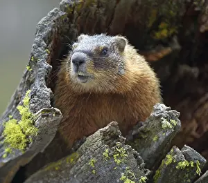 Yellow-bellied marmot (Marmota flaviventris)