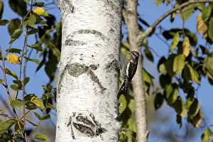 The yellow-bellied sapsucker (Sphyrapicus varius)