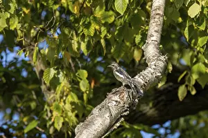 The yellow-bellied sapsucker (Sphyrapicus varius)