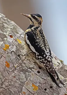 Yellow-bellied Sapsucker (Sphyrapicus varius) immature