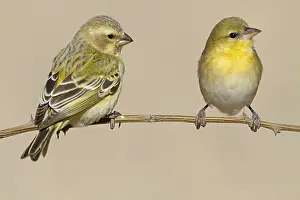 Yellow-bellied Seedeater, (Serinus flaviventris)