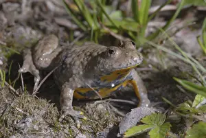 Yellow-bellied toad (Bombina orientalis orientalis)