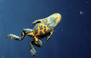 Yellow-bellied toad (Bombina variegata)