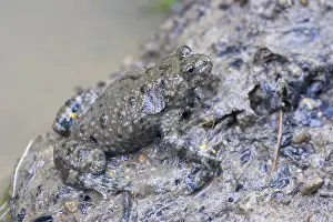 Yellow-bellied toad (Bombina variegata) adult