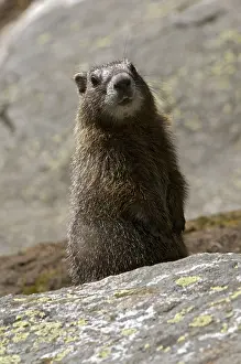 Yellow-belly Marmot (Marmota flaviventris)