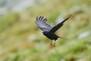 Yellow-billed chough (Pyrrhocorax graculus) flying