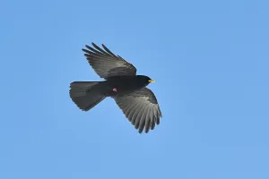 Yellow-billed chough (Pyrrhocorax graculus) flying in the sky