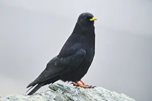 Yellow-billed chough (Pyrrhocorax graculus) in the mountains at Hochalpenstrasse