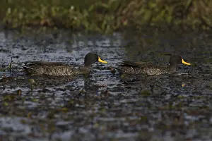 Yellow-billed Duck (Anas undulata ruppelli) pair