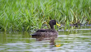 Yellow-billed duck (Anas undulata) swimming in the water