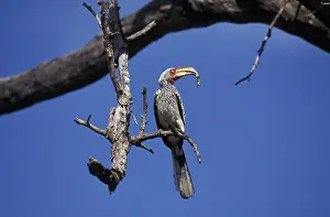YELLOW BILLED HORNBILL (tockus flavirostris)