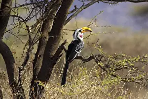 YELLOW BILLED HORNBILL (tockus flavirostris) IN MASAI MARA NP IN KENYA