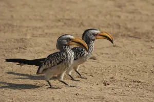 Two Yellow-billed Hornbills (Tockus leucomelas) sitting on the ground