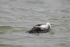 Yellow-billed loon (Gavia adamsii)