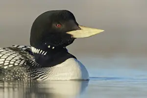 Yellow-billed Loon (Gavia adamsii) feeding on a small pond on the tundra in Northern Alaska