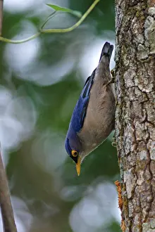 Yellow-billed Nuthatch (Sitta solangiae chienfengensis) adult